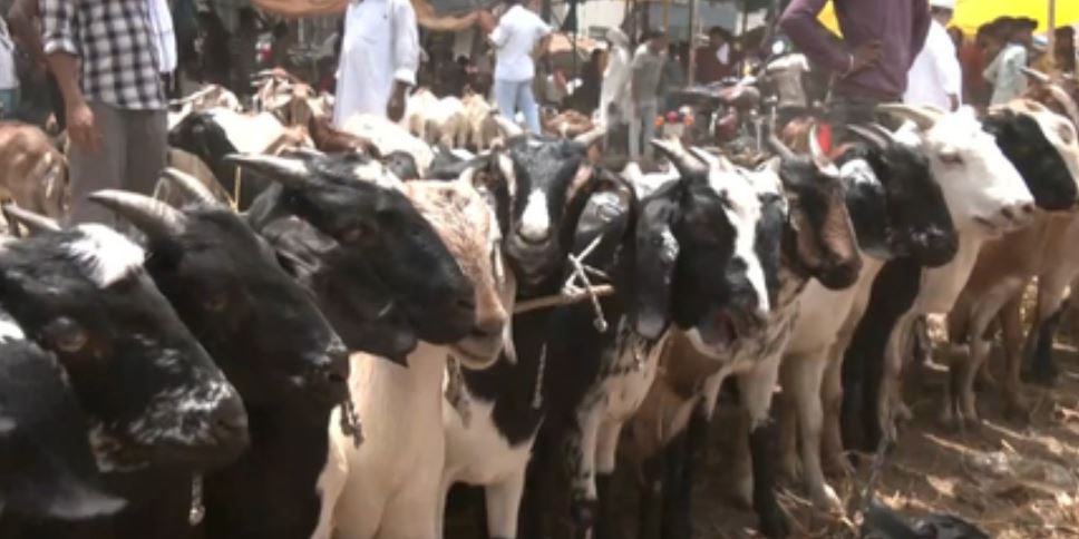 पटना में बकरीद पर तोतापरी और बाबरी नस्ल की बकरियों की भारी डिमांड, यूपी के कई जिलों में प्रशासन अलर्ट 